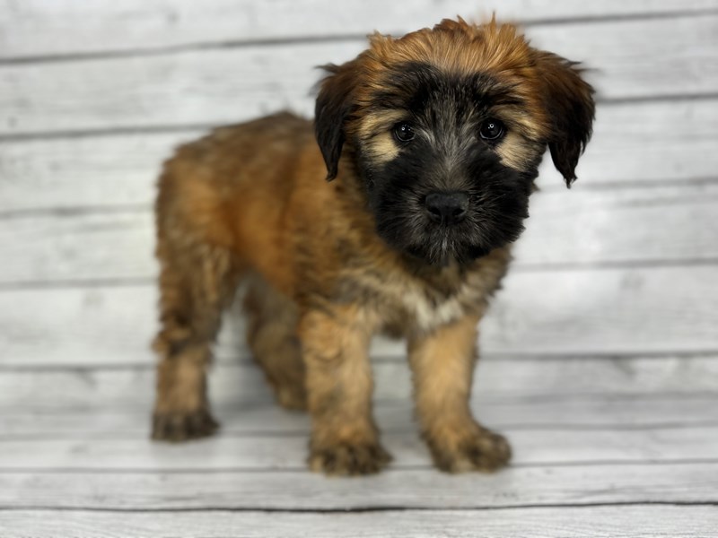 Soft Coated Wheaten Terrier - 22368 Image #3