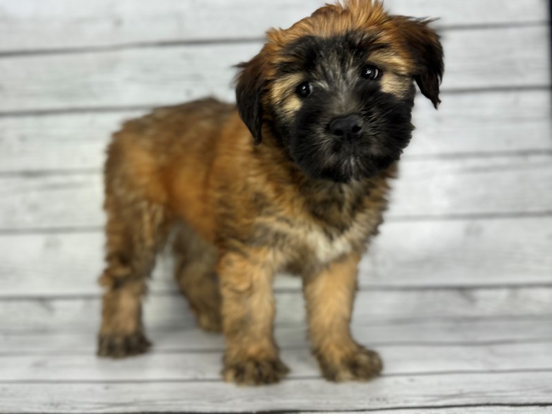 Soft Coated Wheaten Terrier - 22368 Image #4