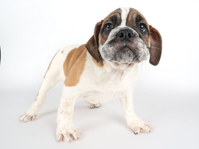 [#14034] Fawn / White Male Beabull Puppies For Sale #1