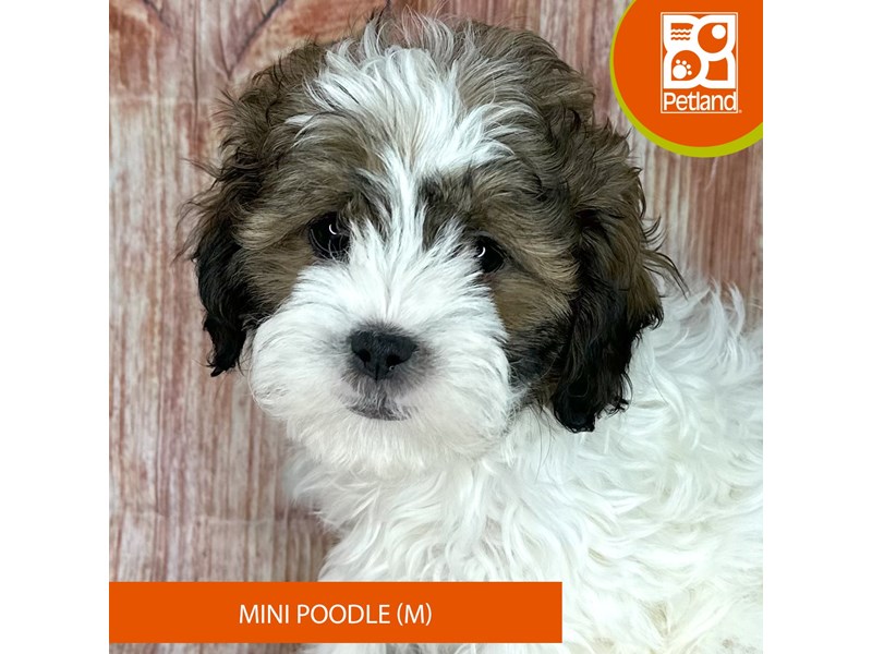 Poodle Mini - 9344 Image #2