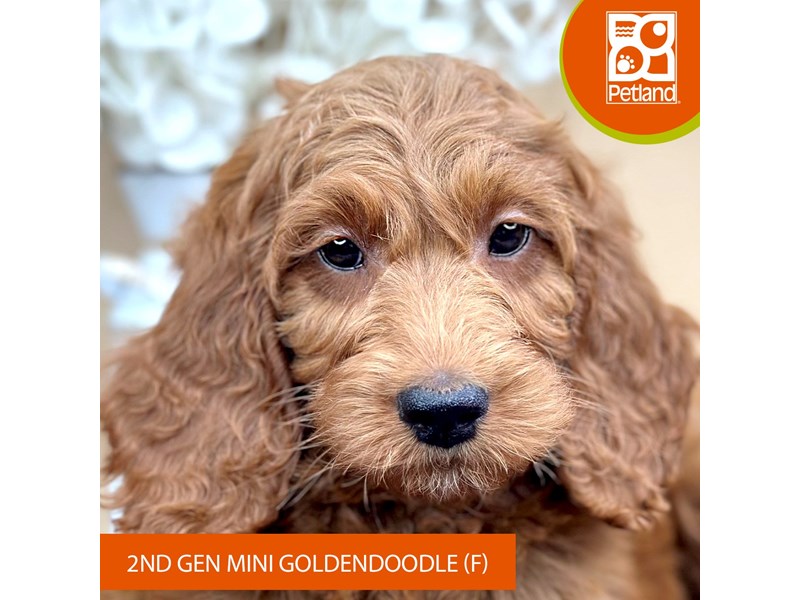 Goldendoodle Mini 2nd Gen - 15960 Image #2