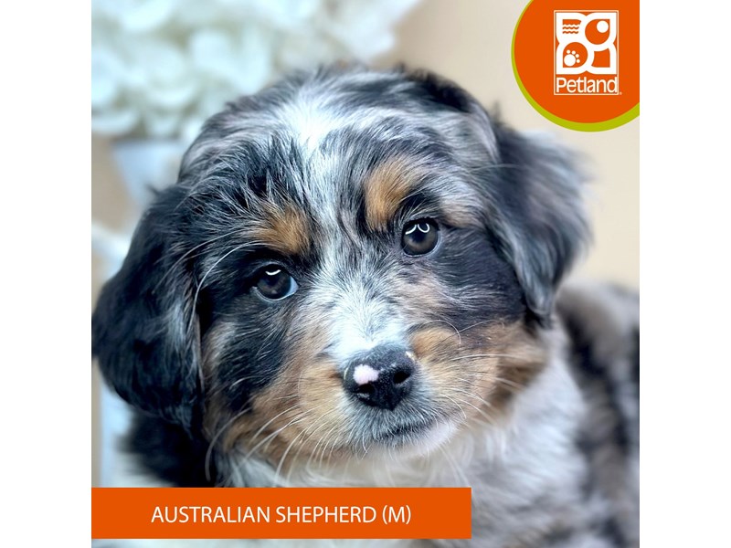 Australian Shepherd - 15948 Image #2