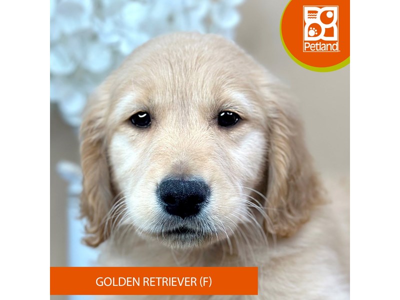 Golden Retriever - 15950 Image #2