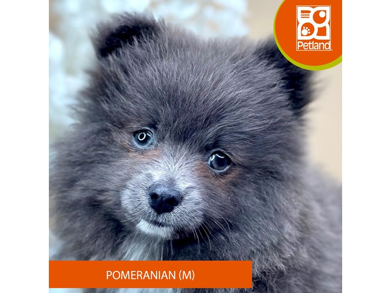 Pomeranian - 15951 Image #2