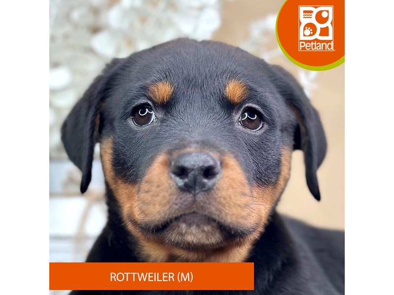 Rottweiler - 15952 Image #2