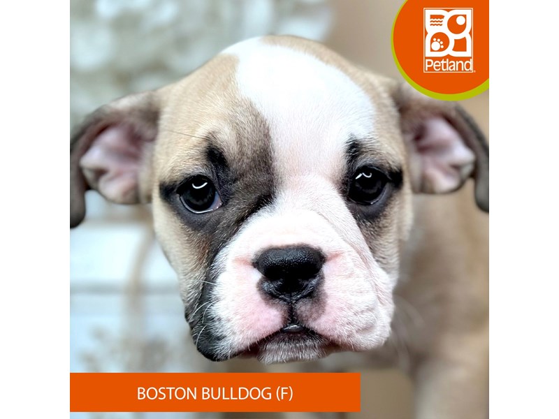 Boston Bulldog - 15958 Image #2