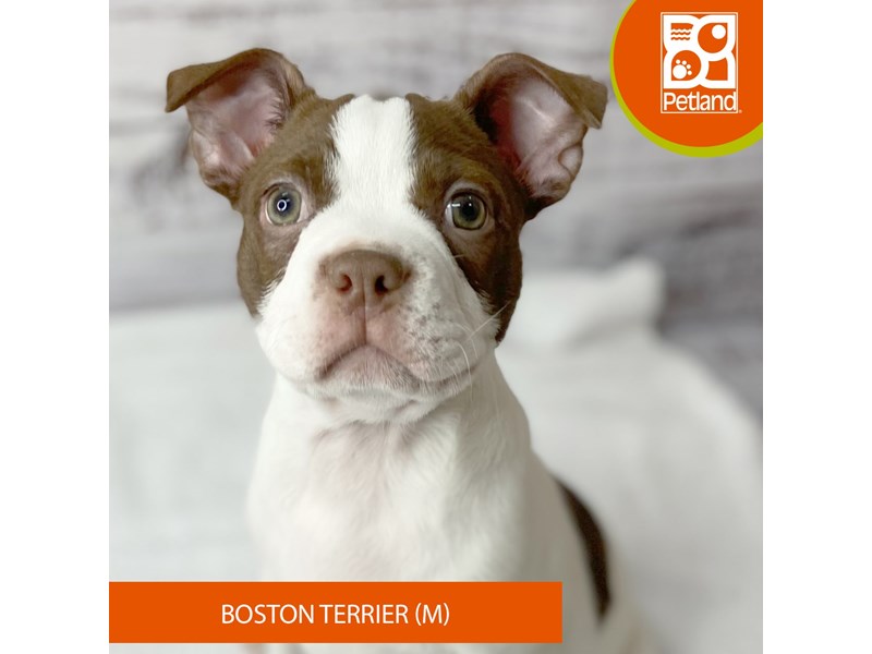Boston Terrier - 9693 Image #2