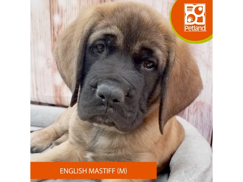 English Mastiff - 7678 Image #2
