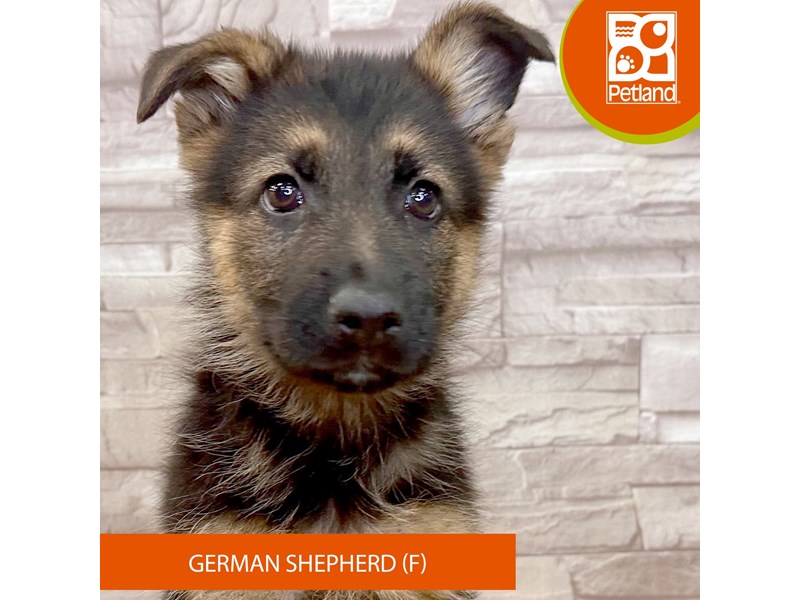 German Shepherd Dog - 2641 Image #2