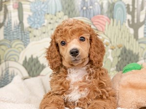 Poodle-DOG-Female-Red w/wh mkgs-4534821