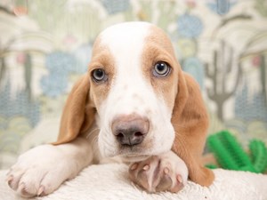 Basset Hound-DOG-Female-Lemon and White-4533275
