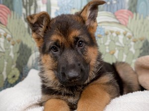 German Shepherd-DOG-Female-blk & tn-4534468