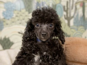 Poodle-DOG-Female-blk w/wh mkgs-4534861