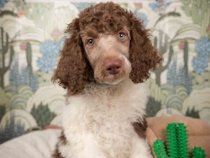 Standard Poodle-DOG-Male-choc & wh-4534382
