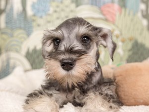 Mini Schnauzer-DOG-Female-slt & pep-4534613