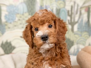 Poodle-DOG-Male-Red w/wh mkgs-4534820