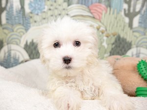Lhasa Poo-DOG-Female-Cream-4533263