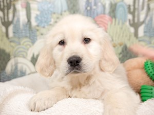 Golden Retriever-DOG-Female-Cream-