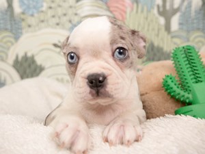 Boston Terrier-DOG-Female-Blue Merle and White-