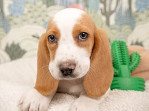 Basset Hound-DOG-Female-Red and White-4533274