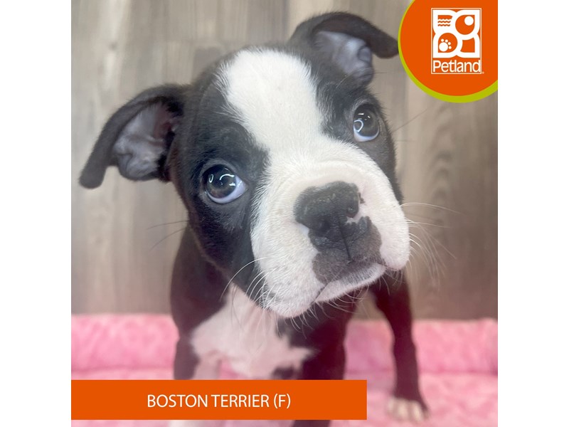 Boston Terrier - 8579 Image #2