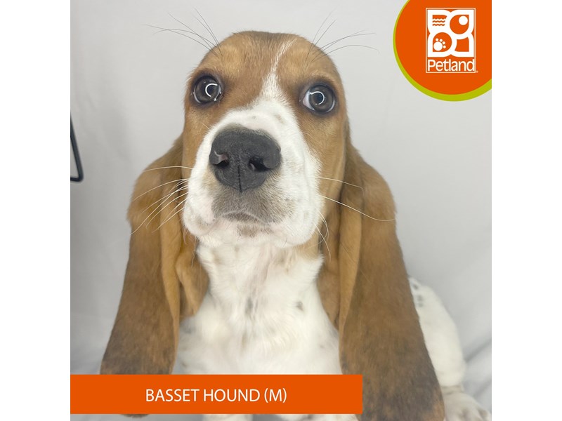 Basset Hound - 4181 Image #2