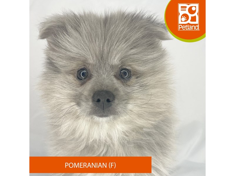 Pomeranian - 4187 Image #2