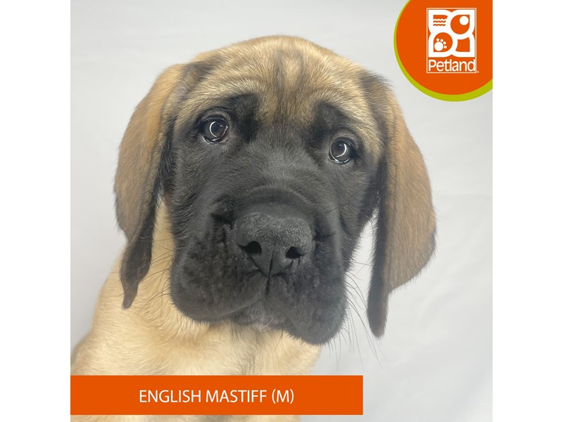 English Mastiff - 4184 Image #2