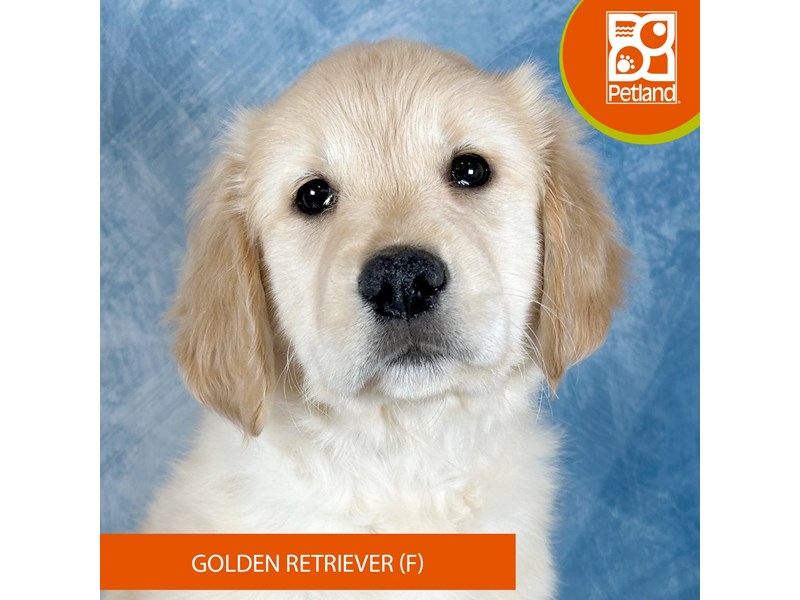 Golden Retriever - 3315 Image #2