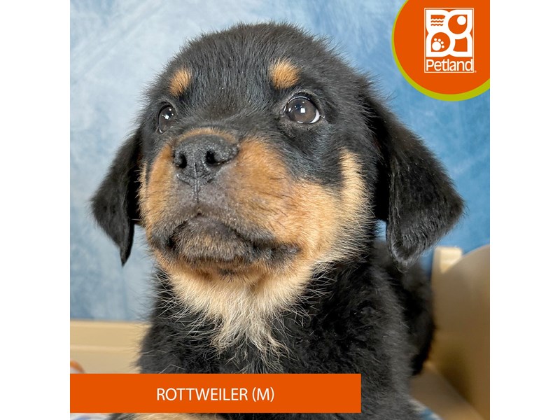Rottweiler - 3318 Image #2