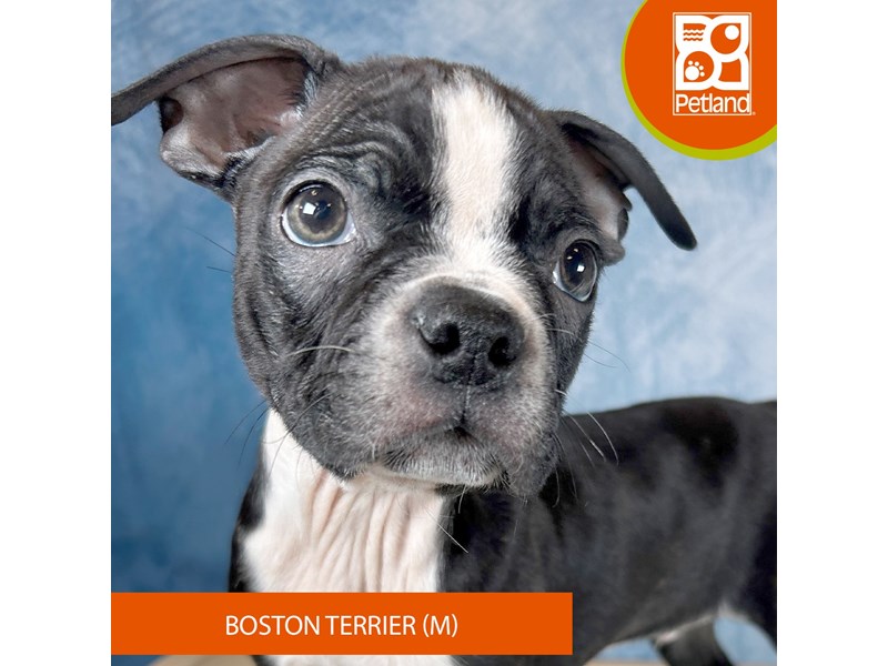 Boston Terrier - 3319 Image #2