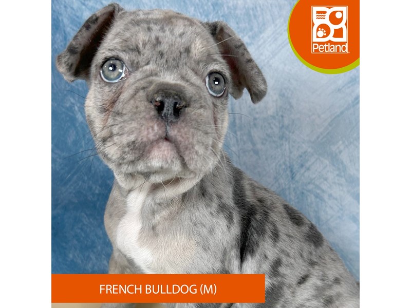 French Bulldog - 3320 Image #2