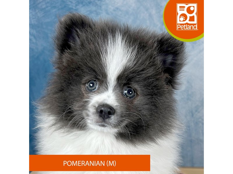 Pomeranian - 3323 Image #2
