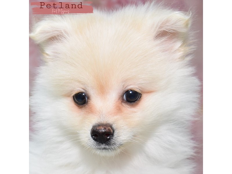 Pomeranian - 24047 Image #4
