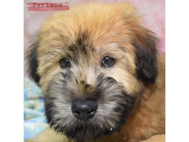 Soft Coated Wheaten Terrier - 24041 Image #3