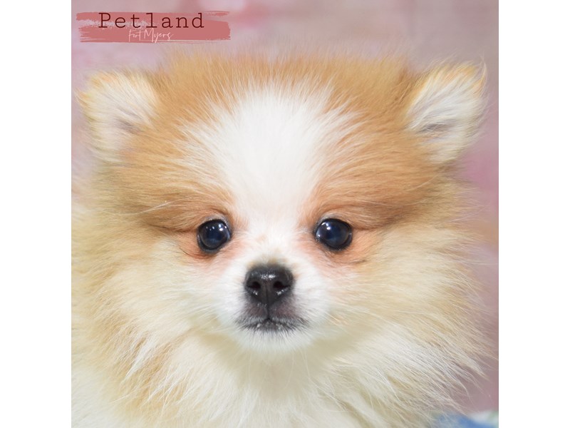 Pomeranian - 24040 Image #3