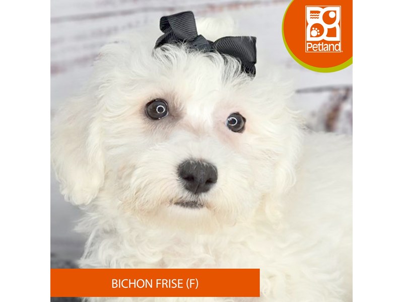 Bichon Frise - 3480 Image #2