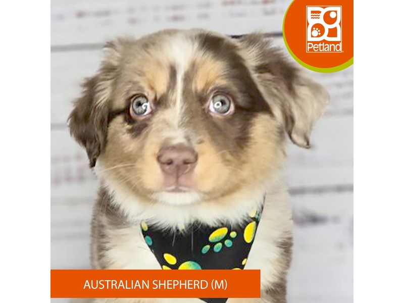 Australian Shepherd - 3479 Image #2