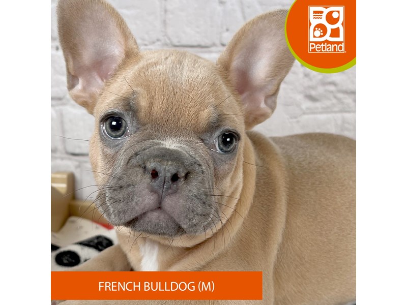 French Bulldog - 19205 Image #2