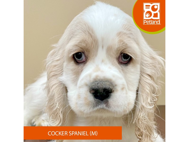 Cocker Spaniel - 15186 Image #2