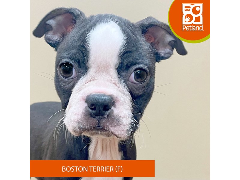Boston Terrier - 15182 Image #2