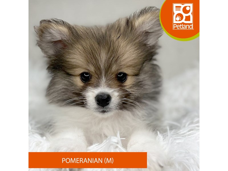 Pomeranian - 15968 Image #2