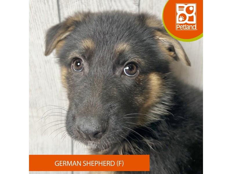 German Shepherd Dog - 2983 Image #2