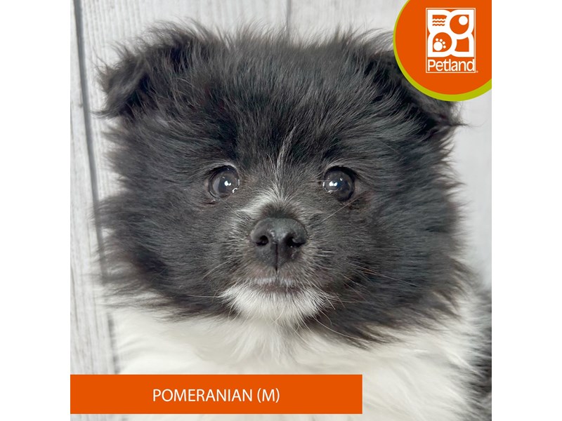 Pomeranian - 2981 Image #2