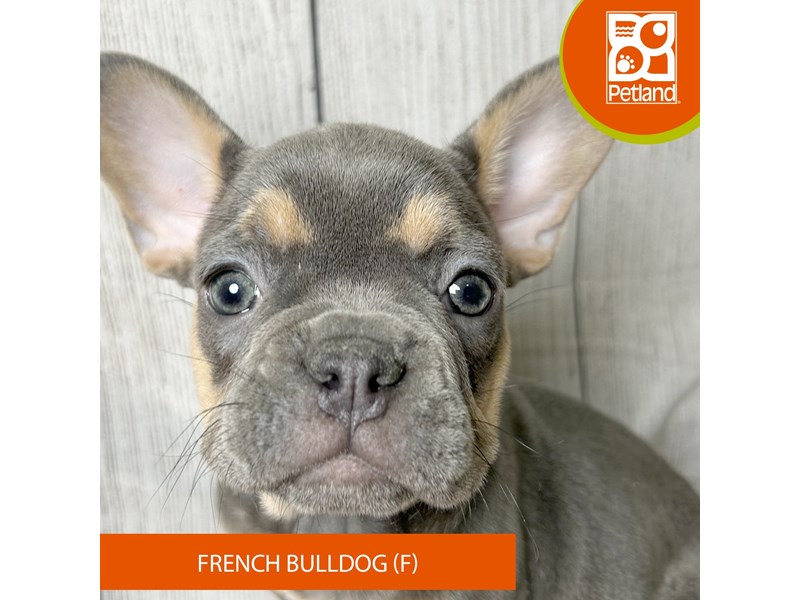 French Bulldog - 2979 Image #2