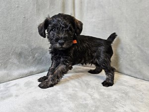 Schnoodle-DOG-Male-Sable-