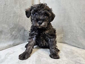 Schnoodle-DOG-Female-Sable-