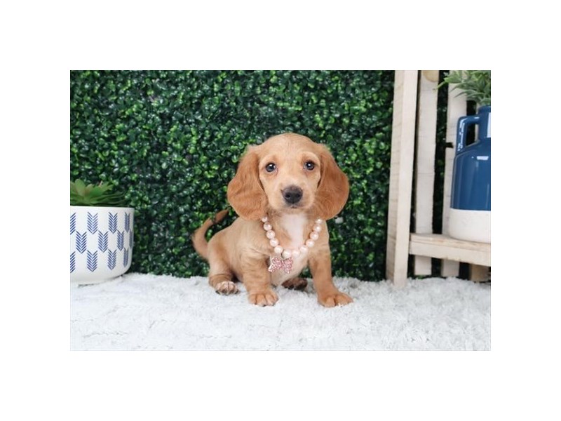 [#14038] Cream Female Dachshund Puppies For Sale #1