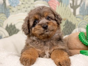 Mini Australian Labradoodle-DOG-Female-bl mrl w/tn mrkgs-4534493