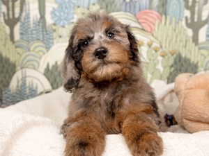 Mini Goldendoodle-DOG-Female-bl mrl w/tn mrkgs-4534957